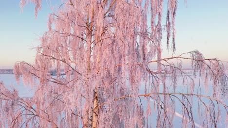 Magical-frozen-branches-of-birch-tree-in-winter
