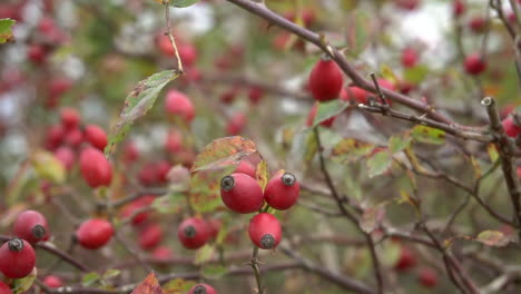 Branches-of-ripe-rose-hips-in-october-Rosa