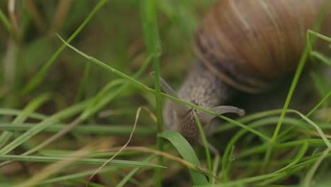 close-up-of-brown-shelled-snail-slowly-foraging
