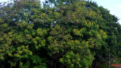 Aerial-of-some-beautiful-trees-in-Paraguay