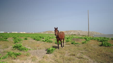 rown-horse-grazing-free-in-a-field