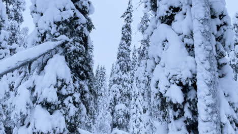 Bosque-Nevado-Con-Una-Inclinación-Lenta-Hacia-Arriba
