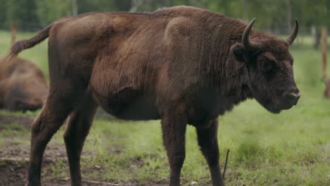 Young-strong-european-bison-with-pointed-horns-stands