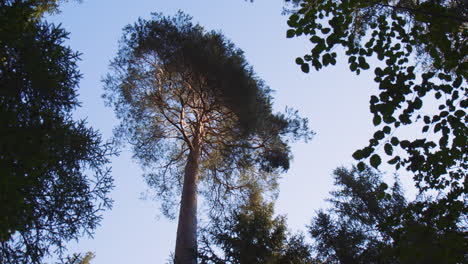Low-Angle-View-of-High-Tall-Tree-Trunk