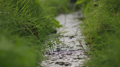 Schnell-Fließendes-Süßwasser-In-Natürlichem-Grün