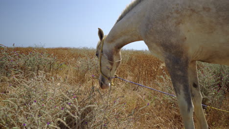Gebundenes-Weißes-Pferd-Mit-Einem-Seil,-Das-Auf-Dem-Trockenen-Weidet