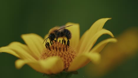 Honigarbeitsbiene-Sammelt-Pollen-Von-Hellgelb