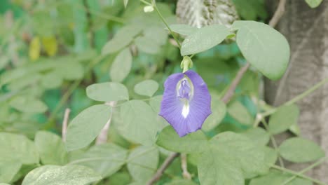 butterfly-pea-with-green-tree-leaves-in-tropical