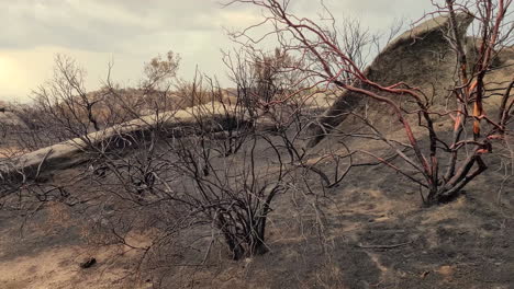 Wildfire-Aftermath-Devastating-Landscape-Scorched-Ground-and-Charred