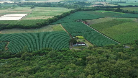 Der-Größte-Weinberg-In-Kolumbien-Traubenanbau