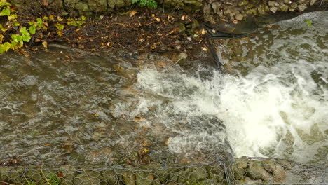 Eine-Bachforelle-Aus-Süßwasser-Versucht-Es-Und-Scheitert