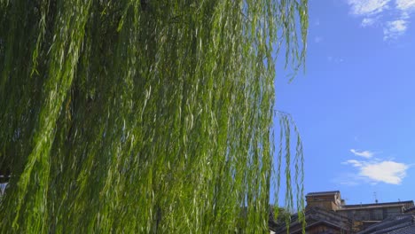 Shot-of-the-leaves-of-a-whipping-willow