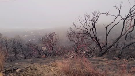 Consequences-of-Wildfire-Charred-Trees-and-Burnt-Land