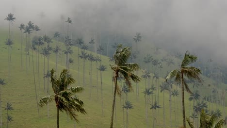 Cloudy-Forest-Quindio-Wax-Palms-Waving-in-The