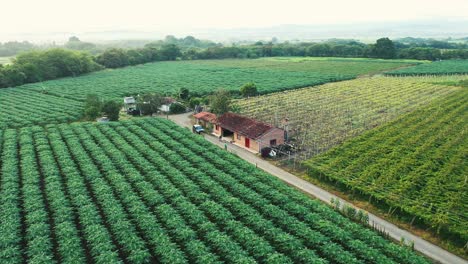 Huge-vineyard-in-Colombia-The-best-grapes-of