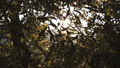 Sunlight-Rays-Shine-Through-Tree-Branches-and-Green