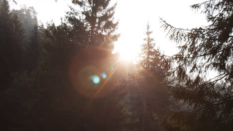 Schöner-Sonnenaufgang-Im-Waldpark-Sonnenstrahlen-Leuchten