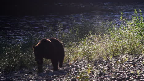 Rim-lighting-Grizzly-bear-silhouette-walks-on-riverbank