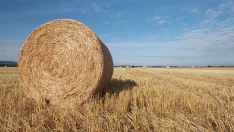 round-hay-bails-fresh-from-harvest-in-the