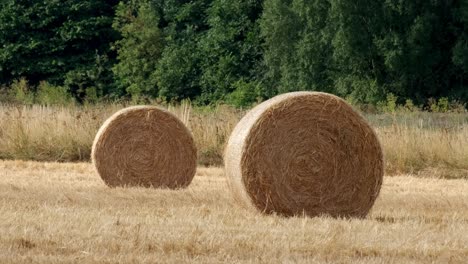 round-hay-bails-fresh-from-harvest-in-the