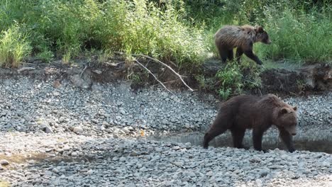 Grizzly-bear-mom-walks-on-rocky-riverbank-while