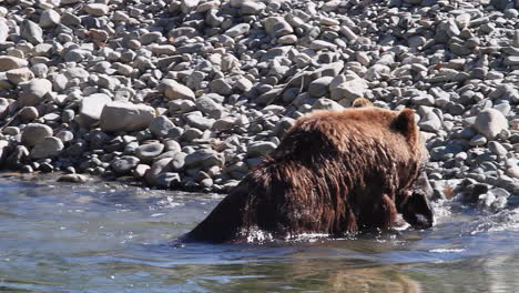 Grizzly-bear-with-salmon-in-mouth-goes-to