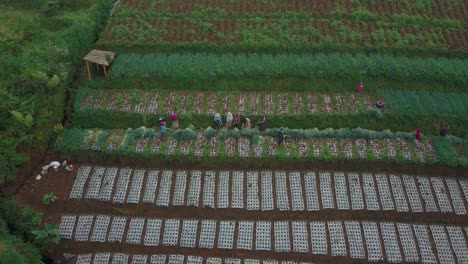 Drone-video-of-the-process-of-harvesting-vegetables
