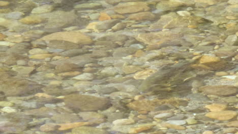Lone-Pink-Salmon-swims-to-maintain-spot-in