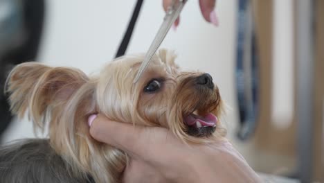 Cutting-dog's-hair-with-scissors-in-a-dog