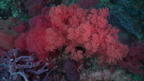 A-La-Deriva-Sobre-Corales-Blandos-Rojos-Y-Rosados-En