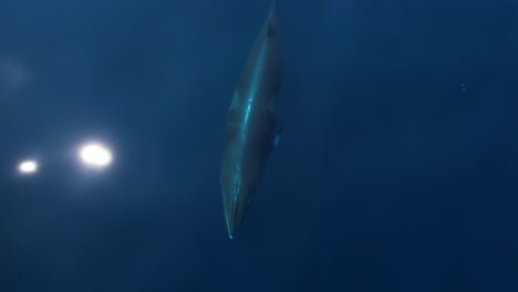 Minke-Whale-cruising-just-underneath-the-crystal-clear