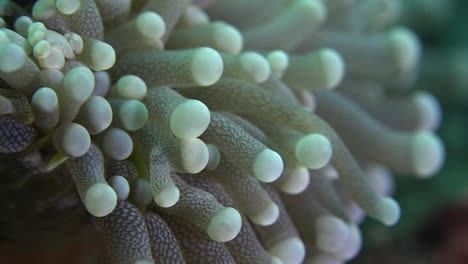 Corales-De-Burbujas-Super-Close-Up-Macro-Shot