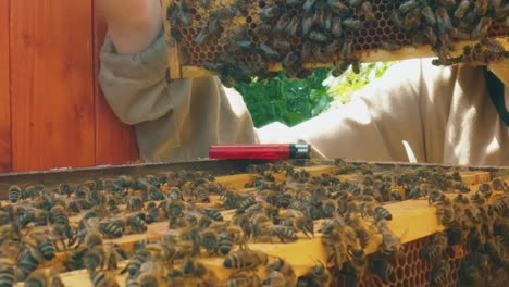 Beekeeper-examines-a-wooden-frame-with-honeycombs-Low