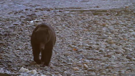 Large-brown-Grizzly-bear-walks-down-rocky-riverbank