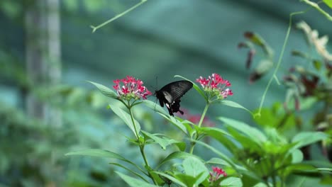Common-Mormon-Butterfly-With-Flapping-Wings-In-Pentas