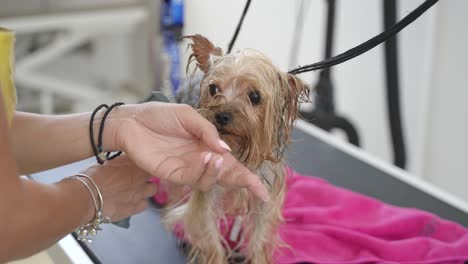 Dog-groomer-brushing-leashed-yorkshire-terrier-in-a