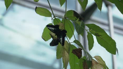 Swallowtail-Butterfly-On-Tree-Leaves-In-Butterfly-Garden