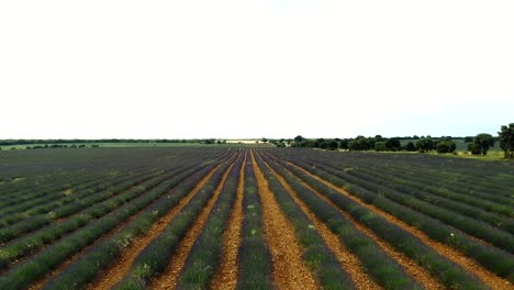 Low-flight-over-a-lavender-field-in-Brihuega