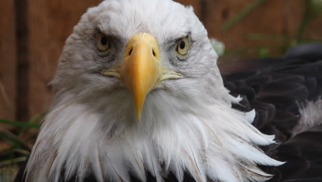 Face-close-up-Majestic-Bald-Eagle-turns-to