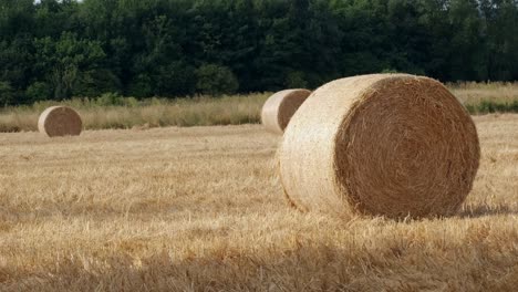 round-hay-bails-fresh-from-harvest-in-a