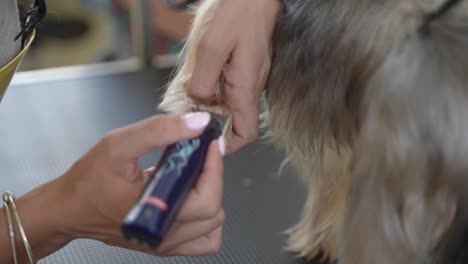 Grooming-paws-of-yorkshire-terrier-in-dog-salon
