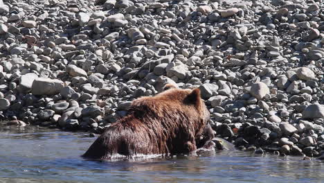 As-Grizzly-bear-bites-into-salmon-on-riverbank