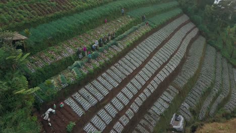 Drone-footage-of-rural-farmers-activity-on-the