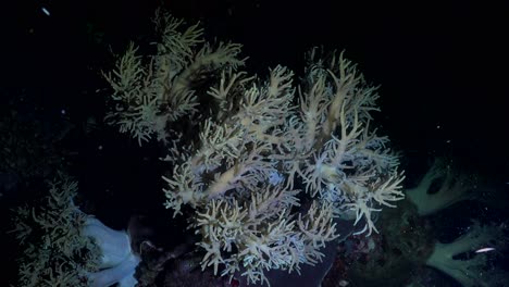 Weichkorallen-Unter-Wasser-Bei-Nacht