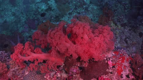 A-La-Deriva-Sobre-Corales-Blandos-Rosados-En-Zonas-Tropicales-Profundas