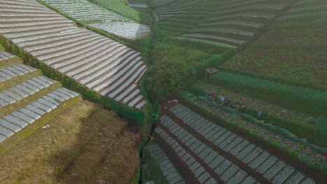 Luftaufnahmen-Von-Bauern,-Die-Frühlingszwiebeln-Ernten
