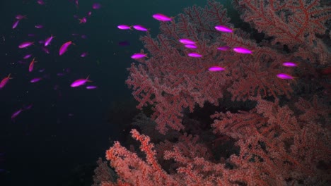 Roter-Gorgonien-Seefächer-Und-Lila-Anthias-Fische