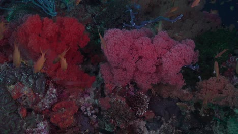 Rote-Und-Rosafarbene-Weichkorallen-Auf-Tropischer-Koralle