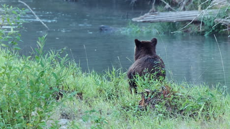 Wet-Grizzly-bear-surveys-riparian-scene-from-grassy