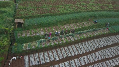 Group-of-farmers-harvesting-scallion-on-hilly-vegetable